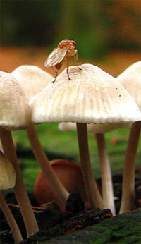 mushroom_magazine__671-s.jpg
