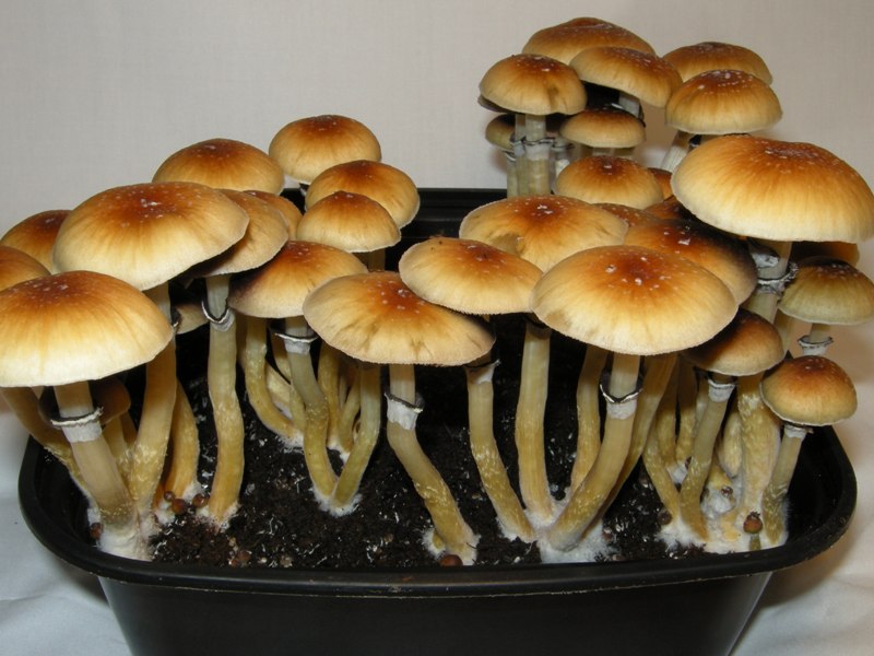 Magic Mushrooms (Trip Report) (Psilocybin Cubensis)