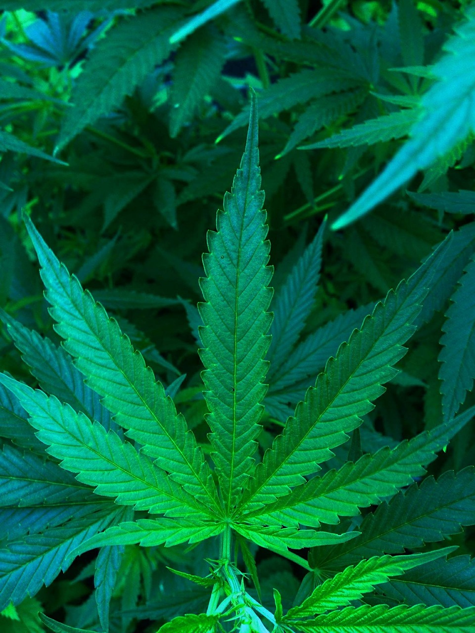 Die letzten Neuigkeiten vom Planeten Marihuana