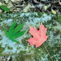 Canada legalization