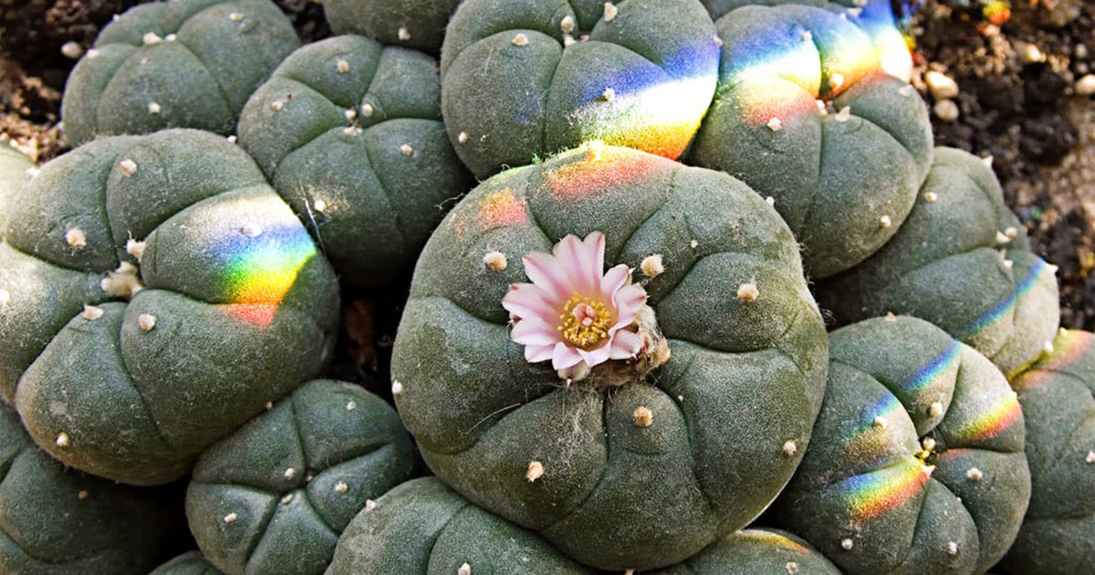 How much Peyote cactus do I need for a trip?