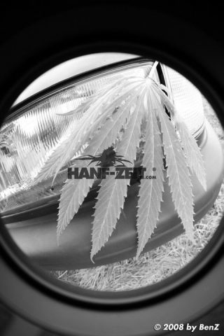 Hanfzeit Cannabis Blatt vor Autoscheinwerfer
