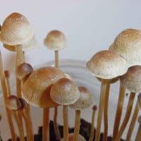 zauberpilze mushrooms