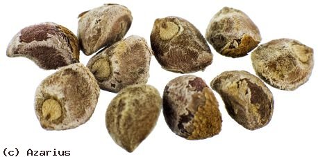 Are the effects of Hawaiian Baby Woodrose seeds similar to those of LSD?