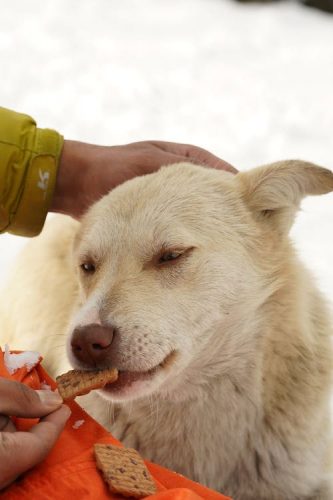 A Cute Dog Eating Treats